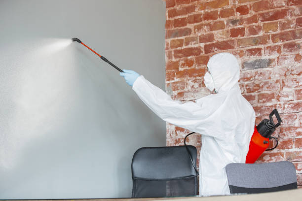 Best Mold Odor Removal Services  in Longview, WA